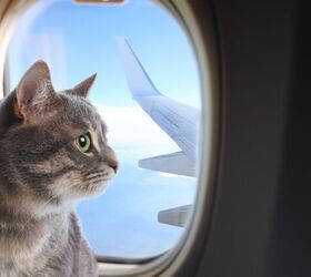 Can I Fly with My Cat on My Next Vacation?