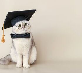University's Campus Cat Earns an Honorary Degree in Litter-auture