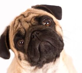 Puppy Dog Eyes Didn't Evolve Just for Humans, Study Finds
