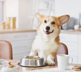 Does My Dog Have Food Allergies?