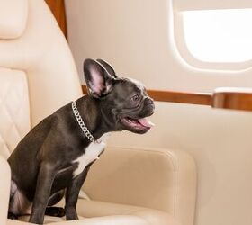 Bark Air, A New Airline for Dogs, Took Its First Flight from New York