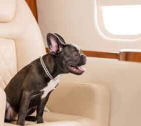 bark air a new airline for dogs took its first flight from new york, OlgaOvcharenko Shutterstock