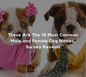 These Are The 10 Most Common Male and Female Dog Names, Survey Reveals
