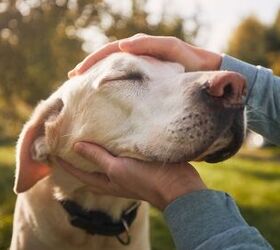 these are the 10 most common male and female dog names survey reveals, 8 Moose