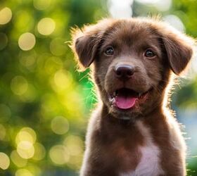 these are the 10 most common male and female dog names survey reveals, 2 Bella