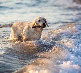 Is It Safe For Dogs To Swim In The Ocean?