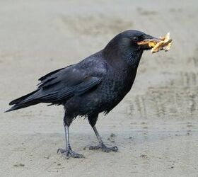 According to a New Study, Crows Can Count Out Loud