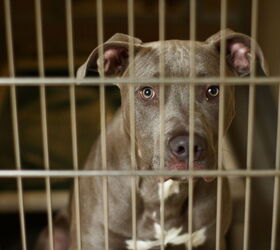 dog who cried endlessly at indiana shelter gets adopted, Nick Chase 68 Shutterstock