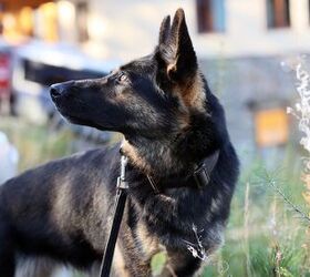 Penalties for Harming K9 Officers Gets a Lot Tougher in Some States
