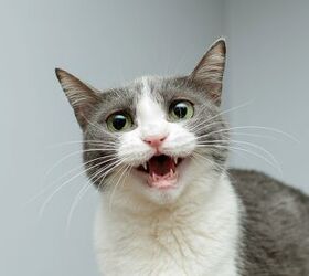 cat laryngitis can cats lose their voice, Casey Elise Christopher Shutterstock