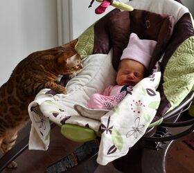 how to introduce your cat to your baby, JoeSAPhotos Shutterstock