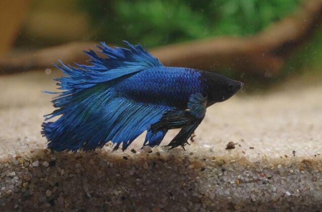 Why Do My Betta Fish’s Fins Look Ripped? | PetGuide