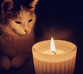 How Do I Keep My Pet Comfortable During a Power Outage?