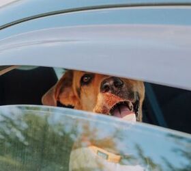 dog rescued from hot vehicle by police, My Ocean Production Shutterstock