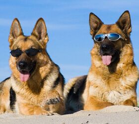 Can Dogs Get A Sunburn?