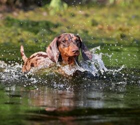 What Diseases Can Dogs Get From Water?
