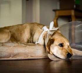 new study reveals the best time to spay or neuter dogs, Kyla Metzker Shutterstock