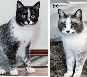 Recently Discovered “Salty Licorice” Cat Coat Linked to Gene Mutation