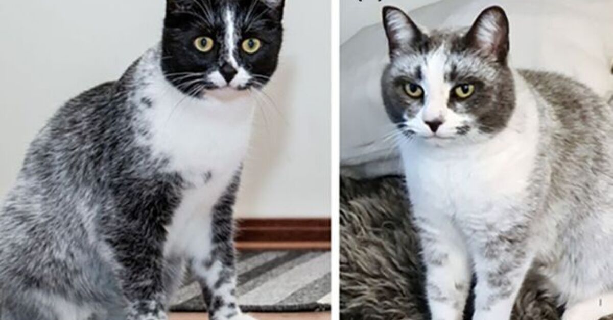 Recently Discovered “Salty Licorice” Cat Coat Linked to Gene Mutation ...