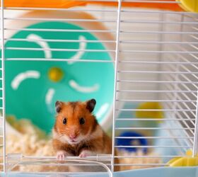 Can I Teach My Hamster to be Quiet at Night?