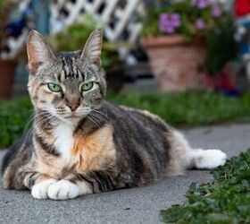 Elderly Cats Saved Thanks to Cat Retirement Village