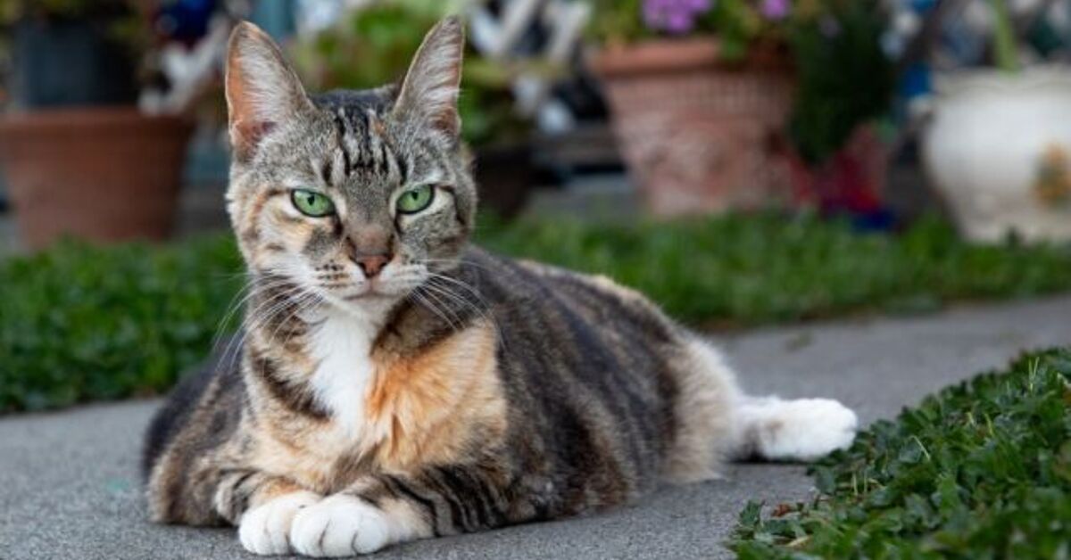 Cat Retiring Elderly Cats Saved Thanks to Cat Retirement Village | PetGuide