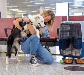 First Pet Lounge Launched at Chinese Airport