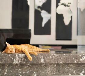Handsome Rescue Cat Hamlet Runs His Own Hotel
