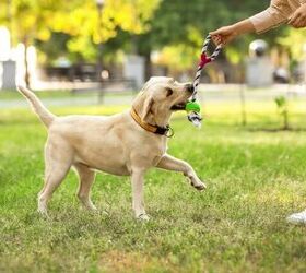 should my dog warm up before playtime, Photo credit Pixel Shot Shutterstock com