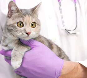 FIP Treatment Now Available for Cats