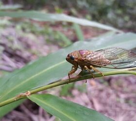 What Happens if a Dog Eats a Cicada?