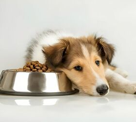 Is It Normal for a Dog to Lose Appetite in Summer?