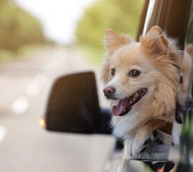 strict rules for bringing your dog across the us border start aug 1st, New Africa Shutterstock