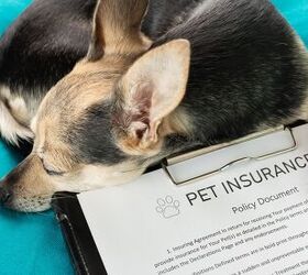 Pet Owners Distraught After Nationwide Drops Their Insurance Claims