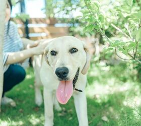 dog who went through three failed adoptions finds a forever home, buritora Shutterstock