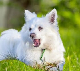 what to do when your dog is choking, Audhi International Shutterstock
