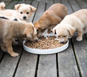 when can a puppy start eating kibble, Anna Hoychuk Shutterstock