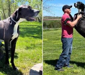 kevin the gentle giant crowned worlds tallest dog, Photo credit The Guinness World Records