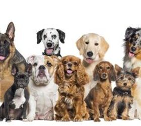 these are the most popular dog breeds in different us cities, Eric Isselee Shutterstock
