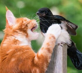 Researcher Warns: Pet Cats and Dogs Are at Risk of Getting Bird Flu