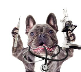 leave it to a frenchie to make medical history, Photo Credit Happy monkey Shutterstock com
