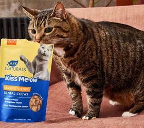 using innovative cat treats to help keep your pets teeth clean