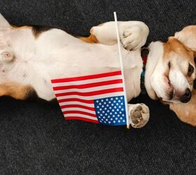 Pet Safety Reminders For the 4th of July