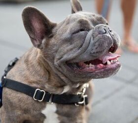 World’s “Ugliest” Dog is a Real Cutie
