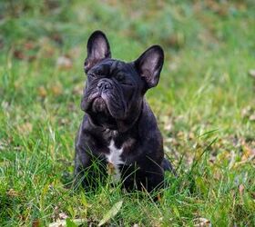 top 5 most popular dog breeds in washington, French Bulldog