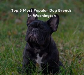 Top 5 Most Popular Dog Breeds in Washington