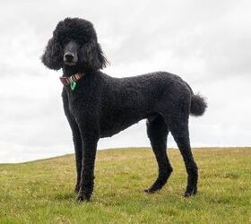 top 5 most popular dog breeds in washington, Poodle