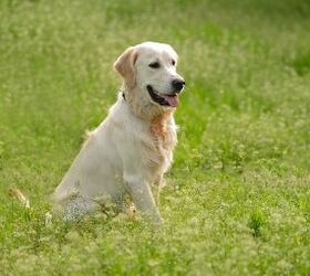 top 5 most popular dog breeds in washington, Golden Retriever