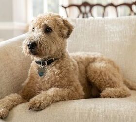 top 5 most popular dog breeds in washington, Soft Coated Wheaten Terrier