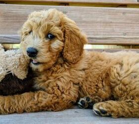 top 5 most popular dog breeds in washington, Goldendoodle